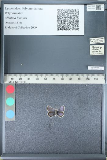 Media type: image;   Entomology 154927